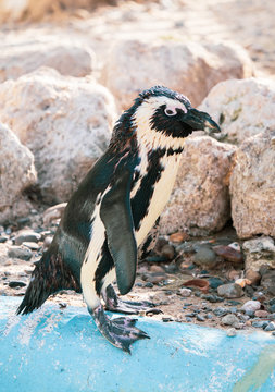 African penguin standing on the rock after swimming. African penguin (Spheniscus demersus) also known as the jackass penguin and black-footed penguin.