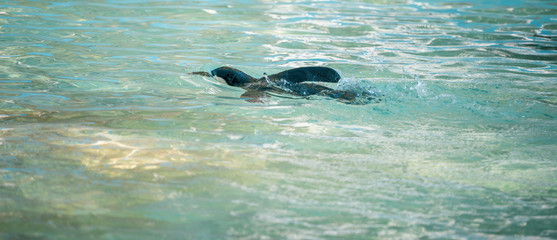 Fototapeta premium Swimming penguin. African penguin ( Spheniscus demersus) also known as the jackass penguin and black-footed penguin.