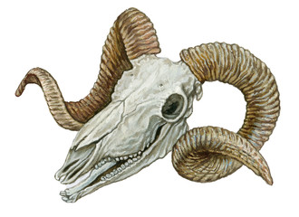 RAM skull on isolated white background . Watercolor illustration