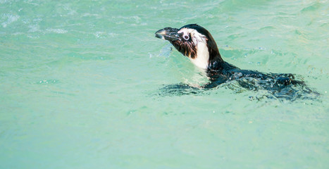 Swimming penguin. African penguin ( Spheniscus demersus) also known as the jackass penguin and black-footed penguin.
