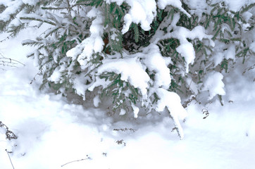 snow covered spruce tree branches