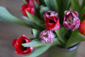 Tulip