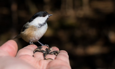 A bird in the hand. This is a black cap chickadee standing on a hand. He is there to grab a seed for lunch. Focus is on the bird's head. There is room for text on the right.