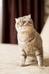 Adult cat breed Scottish Straight with a long mustache sitting on the couch