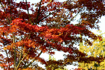 Il sangue della vita