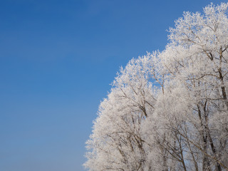 Frozen trees in the morning