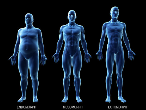 3d rendered medically accurate illustration of the male body types