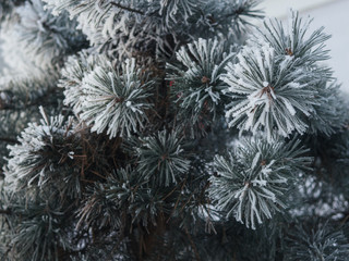 frozen Christmas tree in frost background