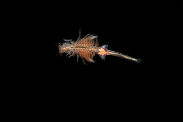 Obraz na płótnie Canvas Brine shrimp or Artemia isolated on black background