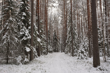 Forest in the late autumn