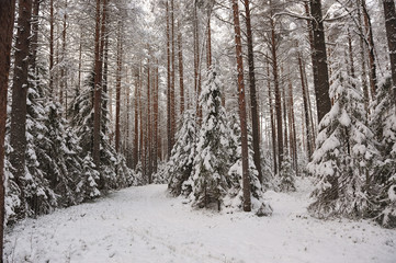 Forest in the late autumn