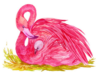 pink flamingos and a baby bird .illustration of watercolor hand painting