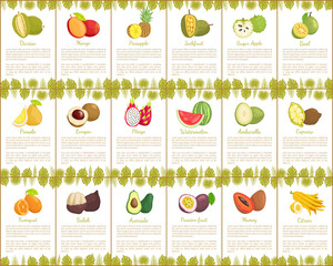 Pomelo and Longan Posters Vector Illustration