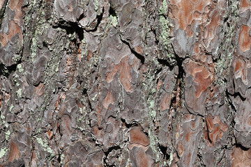 pine bark lit by the sun