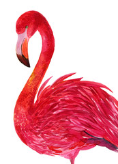 pink flamingo. illustration of watercolor hand painting