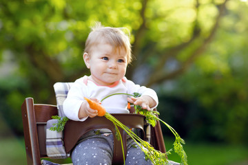 Cute adorable baby girl holding and eating fresh carrot. Beatuiful child having healthy snack. Baby girl sitting in high chair. Little kid of 6 months outdoors, eating vegetables on summer day