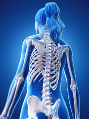 3d rendered medically accurate illustration of a womans skeletal back