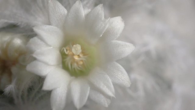 4k video of cactus with white beautiful flower