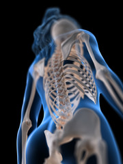 3d rendered medically accurate illustration of a womans spine