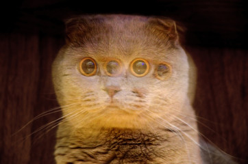 blurred fearful muzzle of a British cat with big yellow eyes. ghost frightened animal, soft focus