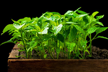 Fototapeta premium Young tomato seedlings in a wooden box