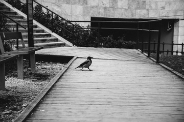 Crow walking the streets of Budapest, Hungary. Black and white