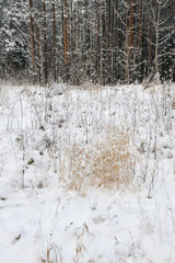 Forest in the late autumn