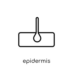 Epidermis icon. Trendy modern flat linear vector Epidermis icon on white background from thin line Health and Medical collection
