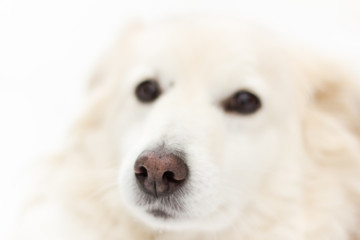 cute dog face, close-up with shallow depth of field