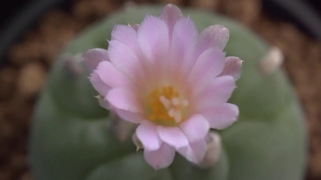 4k video of Euphorbia obesa ssp. symmetrica, stem succulent, with flower