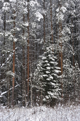Forest in the late autumn
