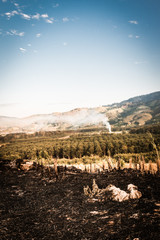 Farmers burned their crops after harvest