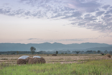 Fototapeta na wymiar Rice fields after harvest.