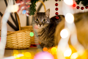 Gray young Cat hiding under a Christmas tree near a Christmas tree