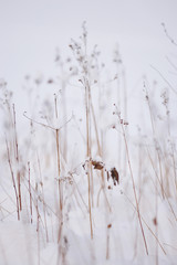 After the snowfall