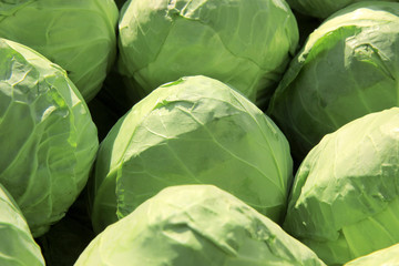 green cabbage in the market