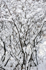 After the snowfall