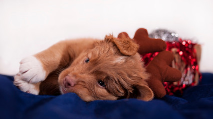 Santa's little helper © Jagoda
