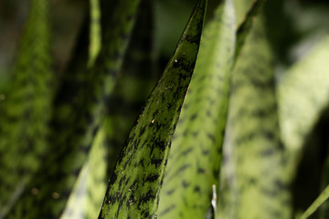 Caribbean agave at garden