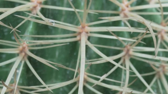 4k panning of cactus Areoles of an Echinopsis species Ferocactus echidne