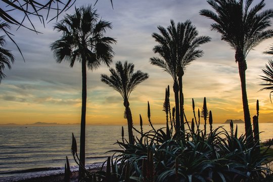 The view of Strait of Gibraltar between palm trees on the Mediterranean coast. Estepona. Costa del Sol. Spain
