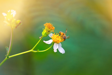 bee on flower