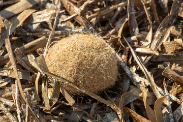 pelote de posidonie sur un matelas de posidonie à la plage