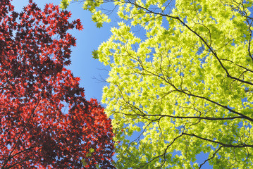 モミジ　春　素材