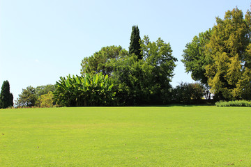 Fototapeta premium Bananeto sul prato