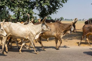 Holy cow walking freely in streets of india