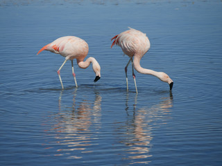 Flamingo's in Chille, atacama san pedro