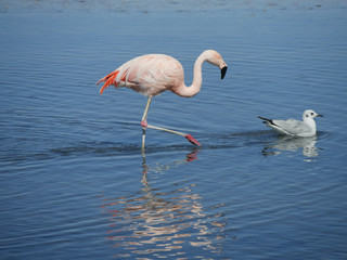 Fototapeta na wymiar Flamingo's in Chille, atacama san pedro