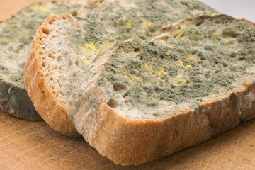 Mold growing rapidly on moldy bread in green and white spores