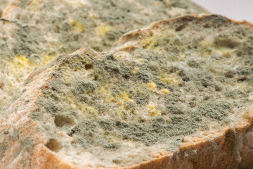 Mold growing rapidly on moldy bread in green and white spores